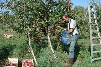 Pommes anciennes Verger de Leycuras en Corrèze dans le limousin